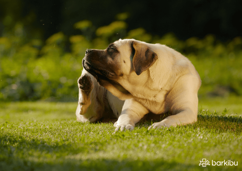 como curar alergia en la piel de los perros